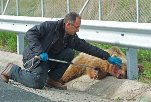Άλλο ένα τραυματισμένο αρκουδάκι στην Εγνατία Οδό κοντά στα Γρεβενά